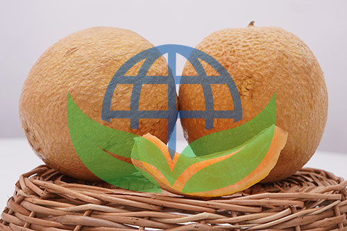 melon-green-honeydew